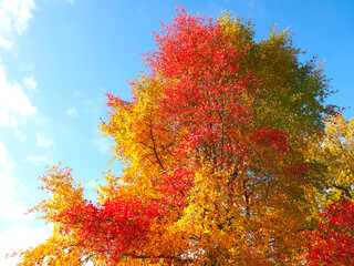 Colours of autumn fall - beautiful black Tupelo tree in front of blue sky
