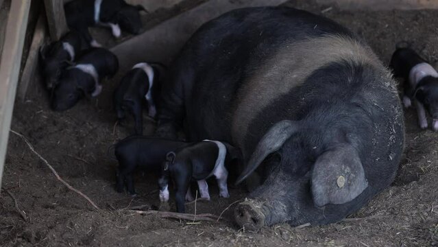 Krskopolje or Black Belted Female Pig with her little cubs. This is the only Slovenia Indigenous Breed of Pig - Here Mother feeding her little one week old Piglets in a Barn in Slovene Countryside