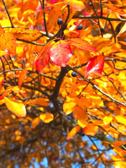 Colours of autumn fall - beautiful black Tupelo tree in front of blue sky