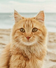 Fototapeta premium Cat on the beach