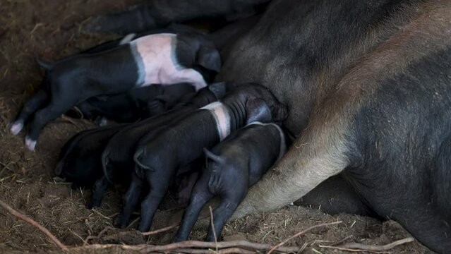 Krskopolje Female Pig with her little cubs. This is the only Slovenia Indigenous Breed of Pig 