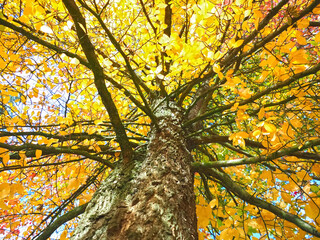 Colours of autumn fall - beautiful black Tupelo tree in front of blue sky