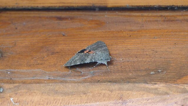 Moth Catocala sponsa, Dark crimson underwing on wooden surface covered with dust and cobwebs. Topics: fauna, natural environment, macro