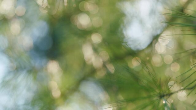 Beautiful Natural Background. Green Needles On The Branches Of Pine In A Coniferous Forest. Bokeh. Out of focus.