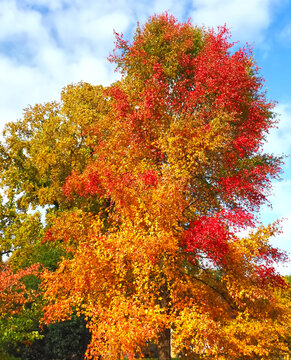 Colours of autumn fall - beautiful black Tupelo tree in front of blue sky
