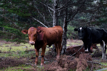 cows on the farm
