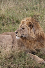 Lion de profil en Tanzanie - Serengeti