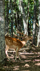 young fallow deer eating branches