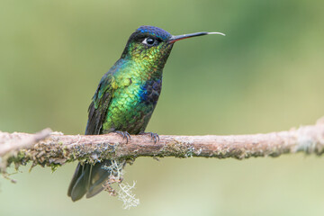 Colorful endemic Fiery-throated Hummingbird (Panterpe insignis) in Costa Rica