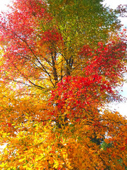 Colours of autumn fall - beautiful black Tupelo tree in front of blue sky