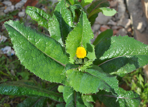 Yellow garden thistle (Sonchus oleraceus) grows in nature