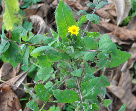 Yellow garden thistle (Sonchus oleraceus) grows in nature