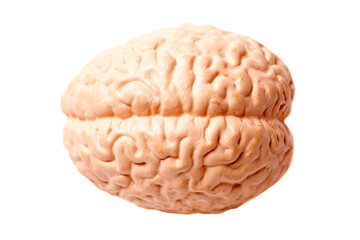 Human brain anatomical model isolated on white background
