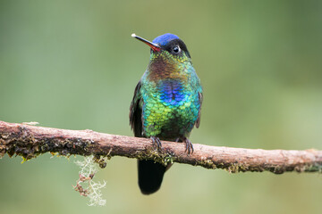 Colorful endemic Fiery-throated Hummingbird (Panterpe insignis) in Costa Rica