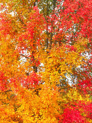 Colours of autumn fall - beautiful black Tupelo tree in front of blue sky