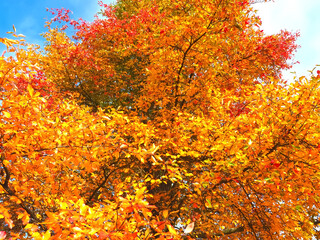 Colours of autumn fall - beautiful black Tupelo tree in front of blue sky