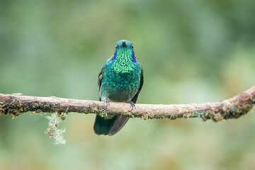 Lesser Violetear (Colibri cyanotus) in Costa Rica: A Stunning Tropical Hummingbird