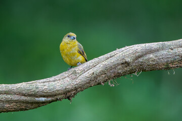 Female Yellow-crowned Euphonia (Euphonia luteicapilla) in Costa Rica