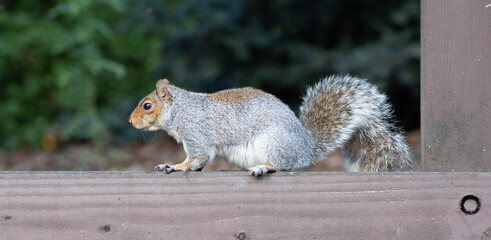 squirrel in the park