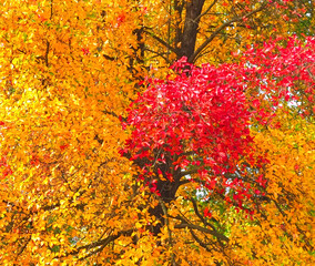 Colours of autumn fall - beautiful black Tupelo tree in front of blue sky