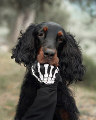 Black dog with Skeleton Glove. Close-up of a Gordon Setter dog with a playful expression, wearing a skeleton-designed glove on its snout, captured outdoors.