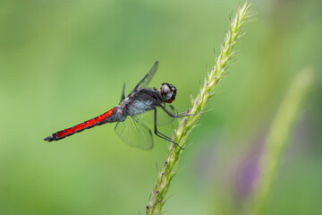 Red Dragonfly in Costa Rica