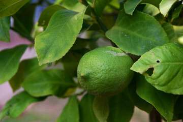 Green lemon on a lemon tree