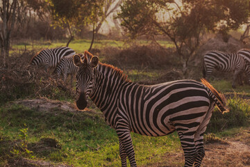 Plain zebra during sunset, Mburo national park in Uganda, Africa 