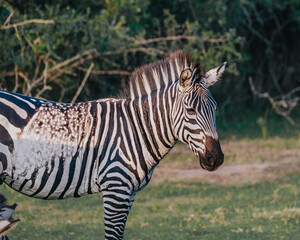 Zebra with illegular fur pattern, Mburo national park in Uganda, Africa 