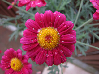 pink gerber daisy