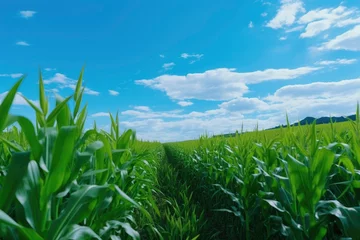 Schilderijen op glas Landscape view of Corn field with blue sky background. © Moon Story
