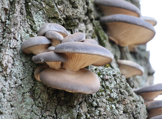 Oyster mushroom (Pleurotus ostreatus) grow in the wild