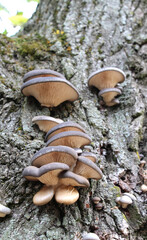 Oyster mushroom (Pleurotus ostreatus) grow in the wild