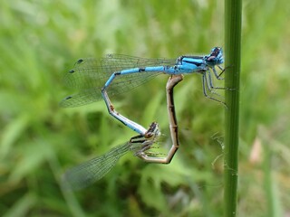 Vibrant image of two different-winged dragonflies (Anisoptera) perched atop lush blade