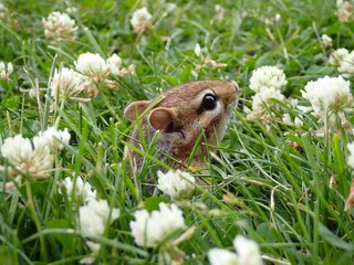 Obraz premium Small gray-collared chipmunk (Neotamias cinereicollis) in a field of bright blooming flowers