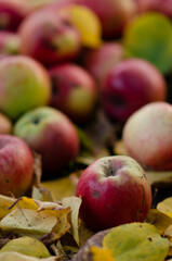 Ripe autumn apples lie among the yellow fallen leaves. Natural background. Harvesting a ripe crop in an apple orchard.