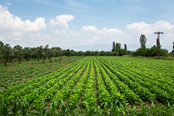 Fototapeta na wymiar Lettuce garden. Growing lettuce in field.