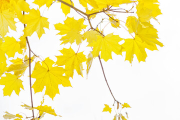 Bright yellow maple leaves in autumn on white background. Golden maple leaves on branches. Autumn background. Close up.