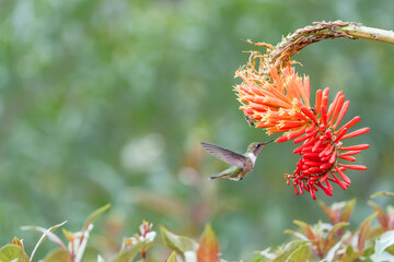 Volcano Hummingbird (Selasphorus flammula) in its Costa Rican Habitat feeding from an orange flower