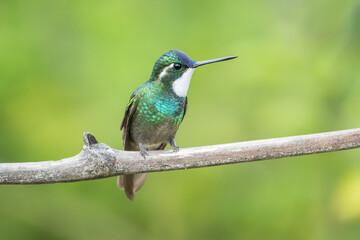 Fototapeta premium Male White-throated Mountain Gem (Lampornis castaneoventris) in Costa Rica