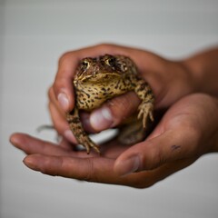 Closeup of a frog with black spots being held in a hand