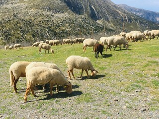 Obraz premium Flock of sheep grazing in an alpine meadow on a sunny day