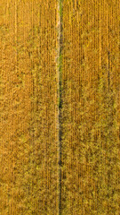Aerial zenithal view of cultivated grain fields. Ideal for textures and patterns. 