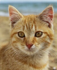 Cat on the beach