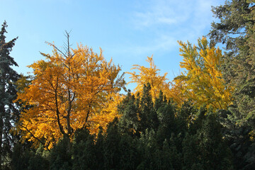 bright autumn colors