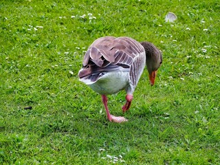 Greylag goose walking in a green field in a park.