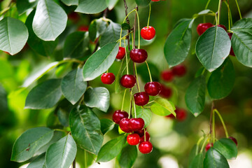 cherry tree close-up image