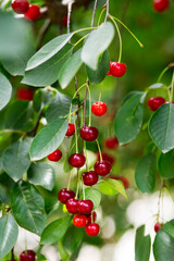 cherry tree close-up image