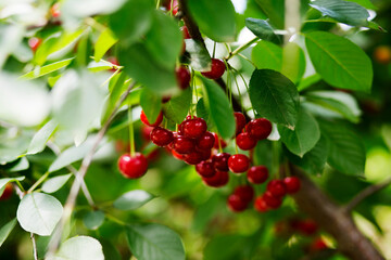cherry tree close-up image