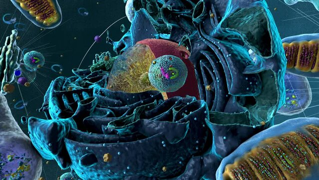 Organelles inside an Eukaryote or eukaryotic cell with focus on a lysosome, component of the cell - 3d illustration